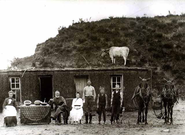 Pioneer sod house with cow on roof.